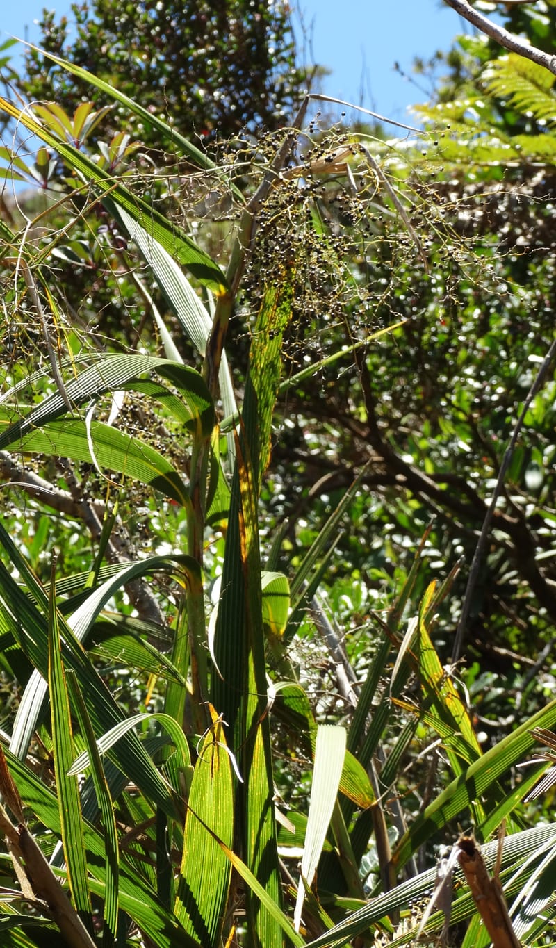 Joinvillea, Callmander, M 1274--New Caledonia. PinPin. 20 Nov 2015. DSC03938 (373).JPG