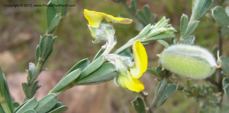 Crotalaria sp. unk., Not  collected-Madagascar. 9 Jan 2006  066 (13).jpg