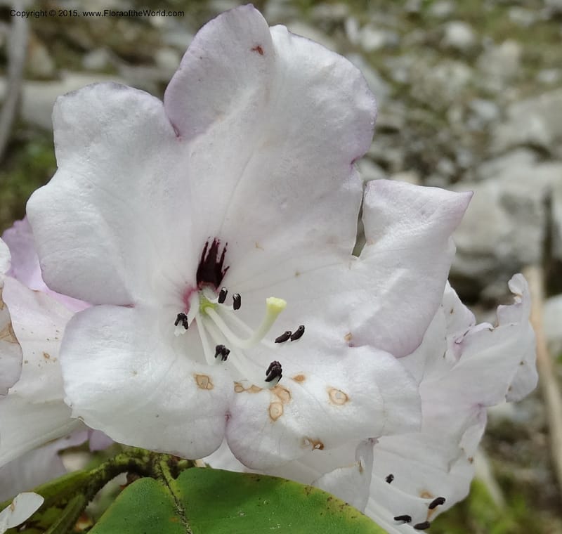 Rhododendron, Boufford, D 43643--China. Sichuan. XiaYingShan to XiangZhai. 10 May 2014. DSC05109 (178).JPG