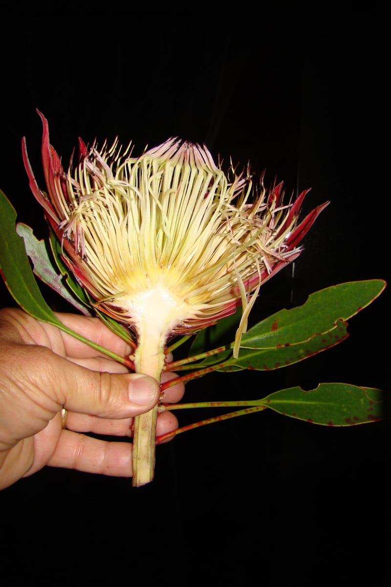 Protea cynaroides, C. Davidson 11499--South Africa. Marloth Nat. Res. Langeberg Mts. 22 Aug 09. 377 (1).jpg