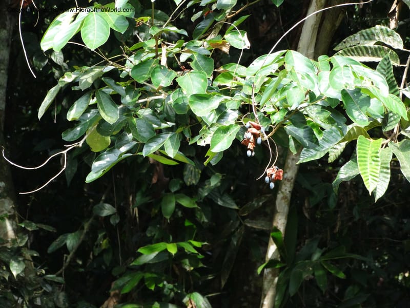 Archidendron--Sabah. Danum Valley. 4 Oct 2014. DSC01741 (341).JPG