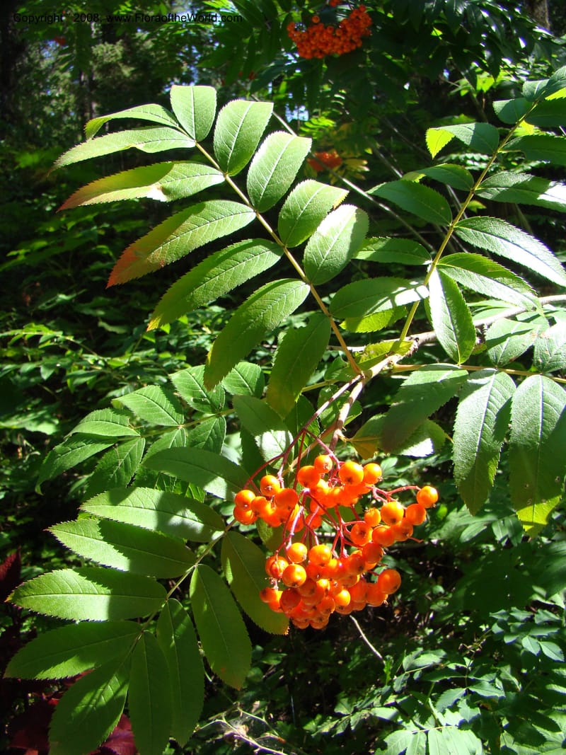 Sorbus sitchensis, CDavidson11311--ID. Valley Co. Sylvan Beach, Payette Lake. 5 Sep 08. 002.jpg