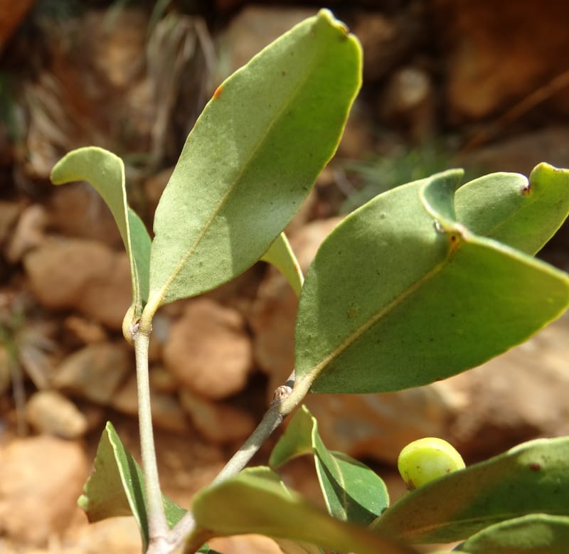 Austrobuxus, Munzinger, J 7480--New Caledonia. PinPin. 20 Nov 2015. DSC03938 (35).JPG