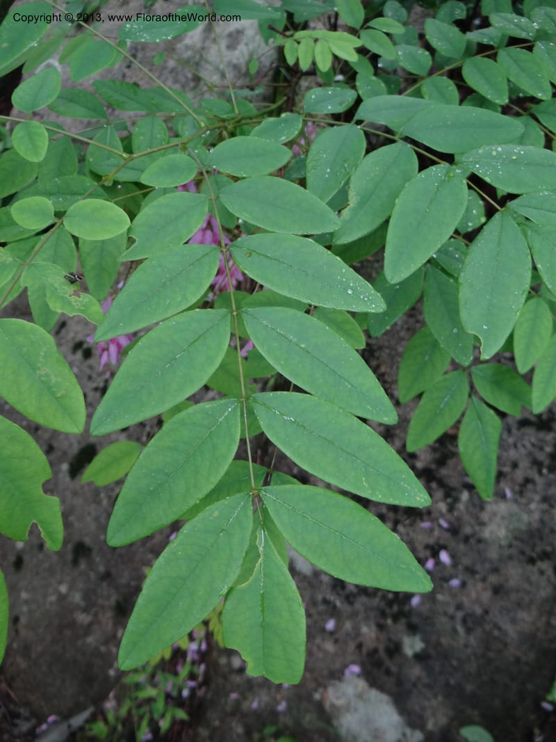 Indigofera fortunei, Davidson, C 11997--China. Zhejiang Prov. Tian Mu Shan. 2 Jun 2012. DSC01554 (237).JPG