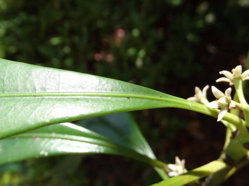 Phelline, Callmander, M 1238--New Caledonia. Mont Dzumac. 12 Nov 2015. DSC01563 (202).JPG