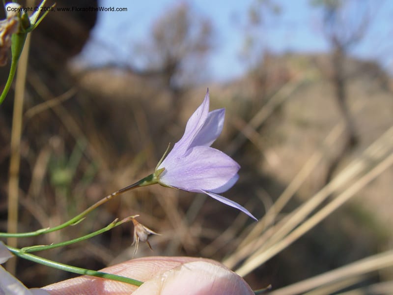 Wahlenbergia--So. Africa. Drakensberg Mts. Giant's Castle. 4 Oct 03. 057.jpg