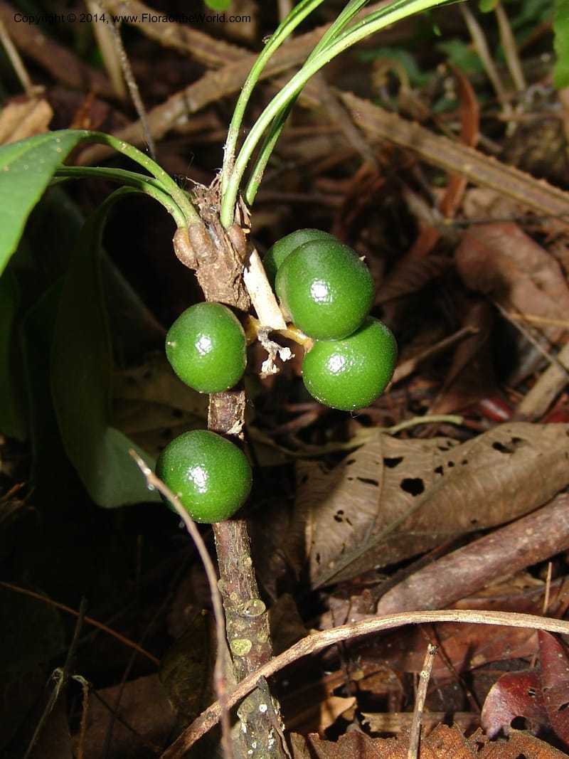 Clavija, Farfan 692--Peru. Edo. Madre de Dios. ACEER Res. Ctr. Pan de Arbol Trail. 19 Oct 05. 087 (3).jpg