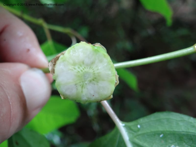 Kadsura longipedunculata, Davidson, C 12011--China. Anhui Prov. Huang Shan. 6 Jun 2012. DSC01928 (21).JPG