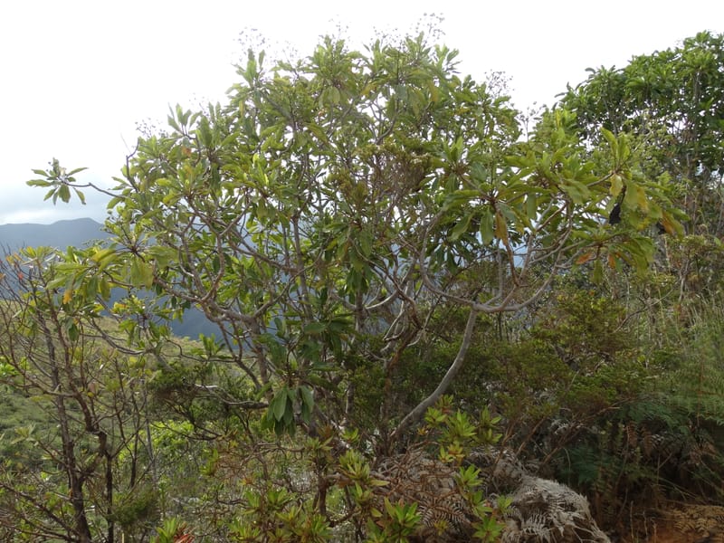 Myodocarpus involucratus, Lowry, P 7375--New Caledonia. Mont Dzumac. 12 Nov 2015. DSC01563 (551).JPG