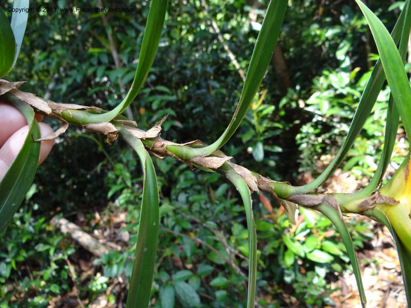 Freycinetia biloba, Callmander, M 1019--Sabah. Klias Forest Reserve. 3 Apr 2012. (12).JPG