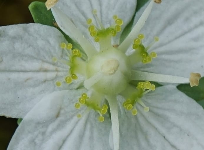Parnassia palustris, Tseng Yu-Hsin 1316--Taiwan. SW of Nanshan on highway 7. 20 May 2016. DSC03339 (19).JPG