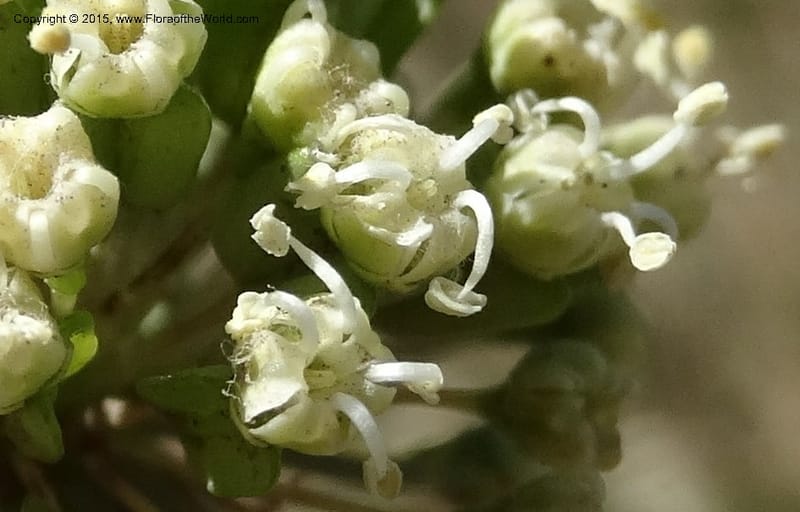Asteriscium chilensis, Davidson, C 12819--Chile. Ruta J-55 east of Talca. 27 Nov 2014. DSC08479 (64).JPG