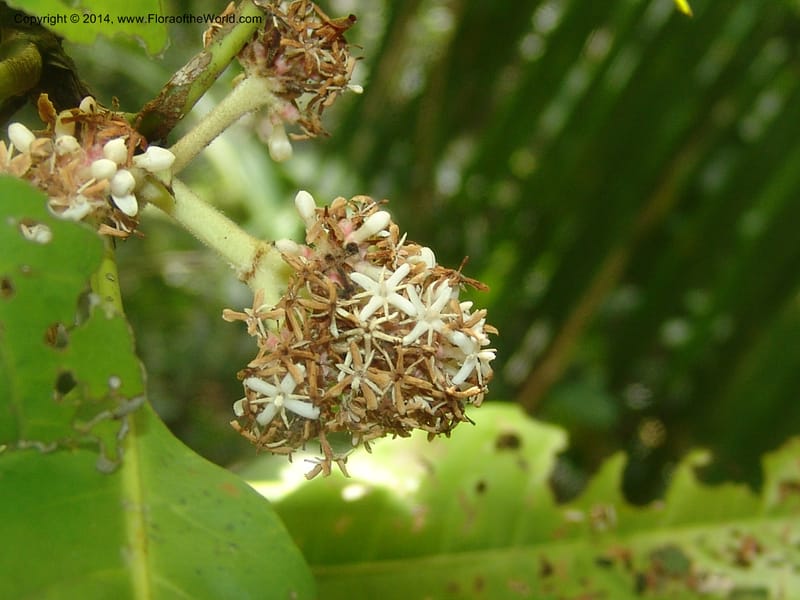 Ixora peruviana, Farfan 735--Peru. Edo. Madre de Dios. Reserva Amazonica. Trail B. 20 Oct 05. 012 (3).jpg