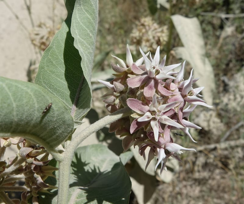 Asclepias speciosa, C. Davidson 13729--ID. Boise Co. Robie Creek Rd. 21 July 2017. DSC03548 (51).JPG