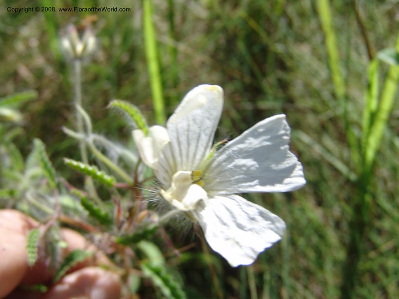 Monsonia praemorsa--So.Africa. E. Cape. Umtamvuna Nat. Res. 11 Mch 05. 307.jpg