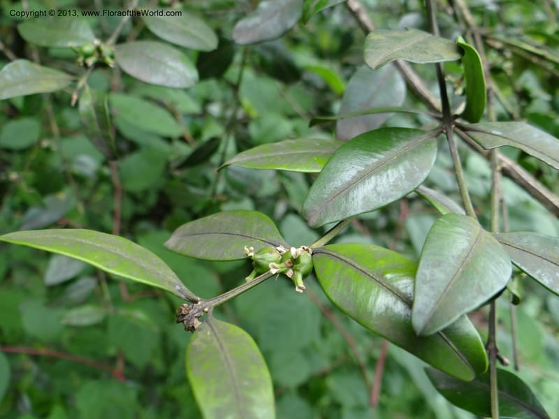 Buxus sinica var. aemulans, Davidson, C 12044--China. Anhui Prov. Huang Shan. 8 Jun 2012. DSC02431 (140).JPG