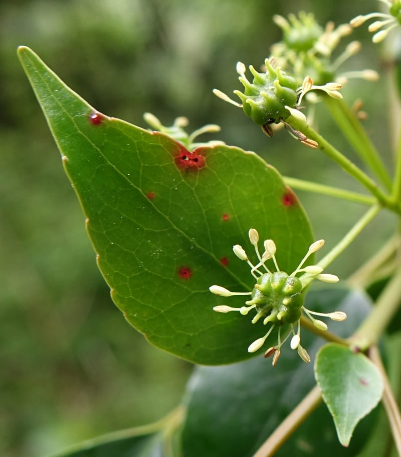 Trochodendron aralioides, Tseng Yu-Hsin 1327--Taiwan. Taroko Nat. Park. Mt. Bilu Trail. 21 May 2016.  (48).JPG