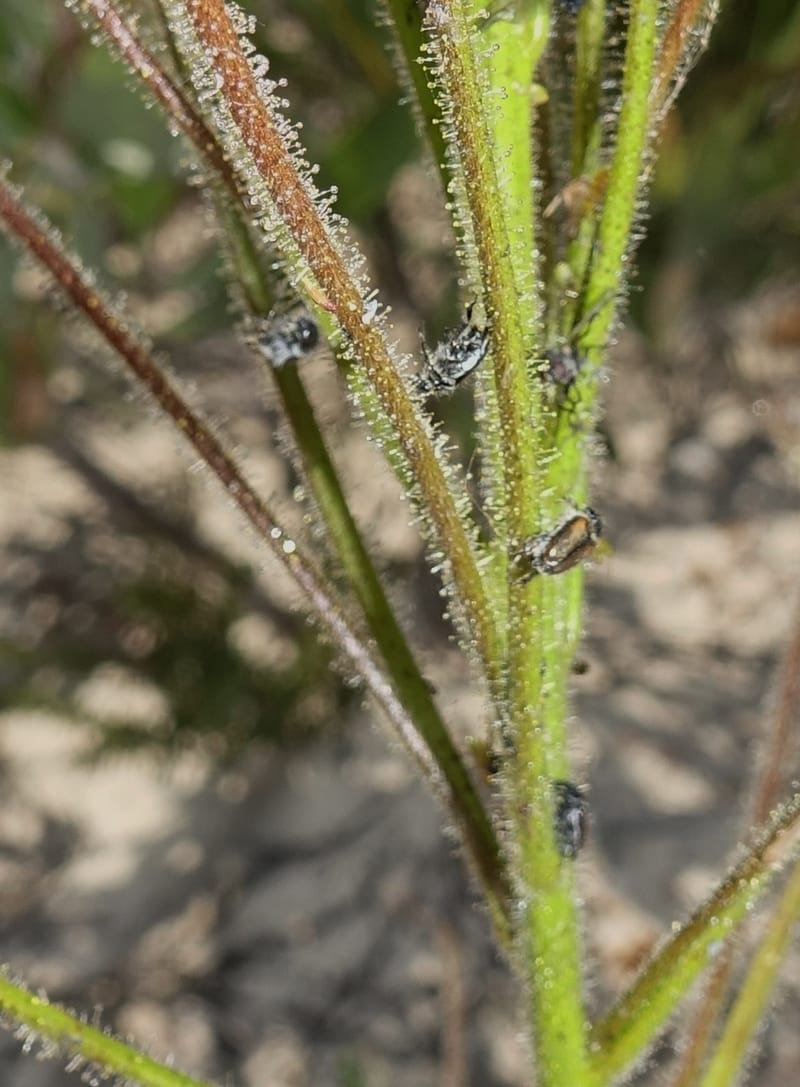 Byblis lamellata, Davidson, C 13426--Australia. W.A. Green Head-Coorow Rd. Stop 2. 24 Oct 2016. DSC04873 (51).JPG