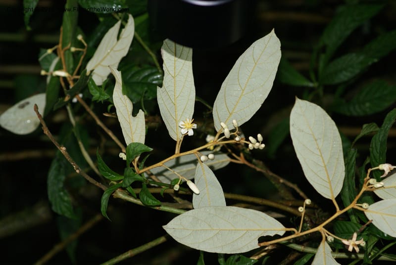 Styrax nicaraguensis,WDS#27263,Nicaragua,Matagalpa,La Selva Negra,16June2008 8164.JPG