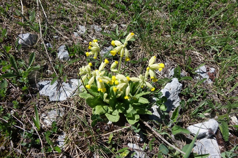 Primula veris subsp. veris, Davidson, C 13321--Switzerland. Les Violettes. 4 Jul 2016. DSC09126 (397).JPG