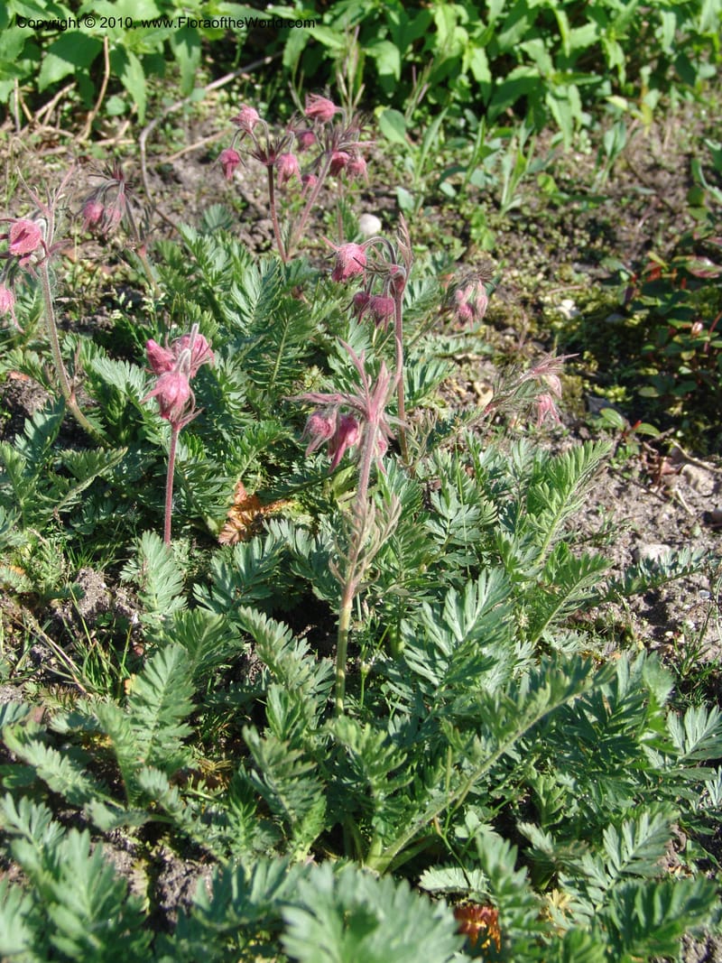 Geum triflorum--France. Nancy. Jard. Bot. Montet. 1 May 05. 121.jpg
