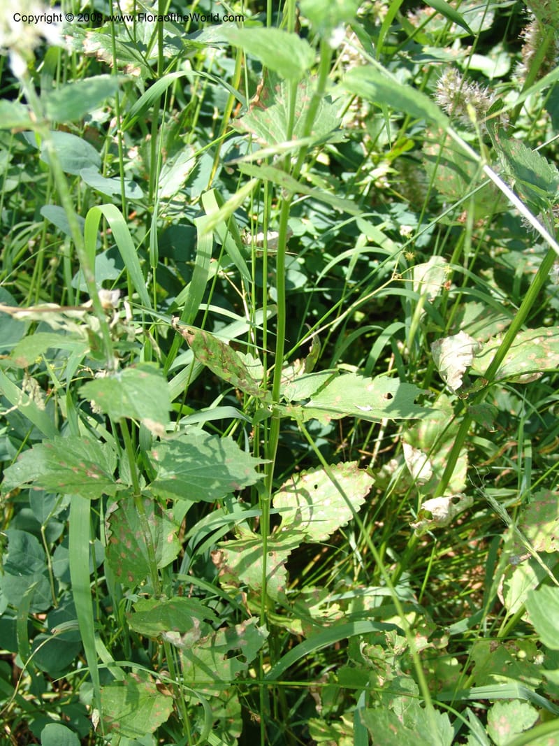 Agastache urticifolia--ID. Valley Co. Sylvan Beach reservoir and trail. 24 Jul 05. 265.jpg