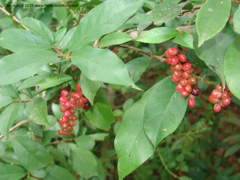 Antidesma voegelianum--So.Africa. Mpumal. Karino. Whyte Thorne. 19 Mch 05. 223.jpg