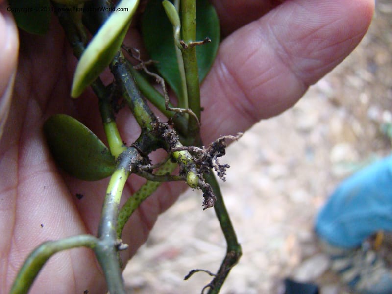 Peperomia, Munzinger, J 4870--New Caledonia, Dogny, 19 Nov 2007, 59 (10).jpg