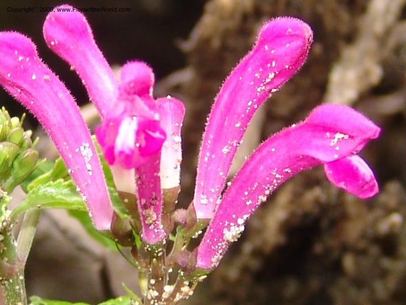 Scutellaria, DNeill15710--Ecuador. Prov. Zamora Ch. Rio Nangaritza ca Las Orquideas. 15 Sep 07. 051.jpg
