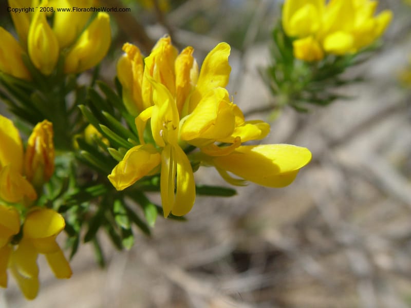 Genista linifolia, 2000.00026--Spain. Barcelona Botanic Garden. 19 Apr 04. 020.jpg