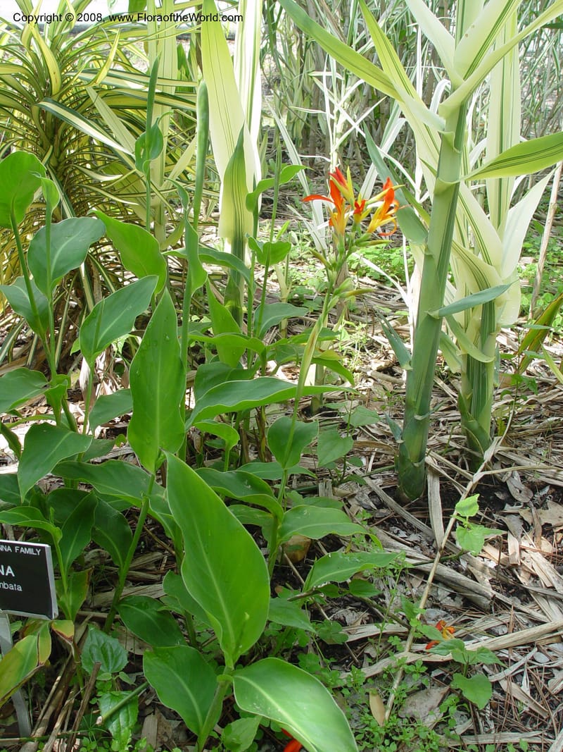 Canna indica--TX. Humble. Mercer Garden. 20 Mch 04. 011.jpg