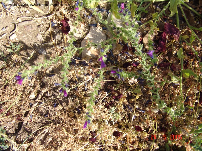Echium plantagineum--Crete. Ep. Apokoronos. Aptera. 23 May 05. 024.jpg