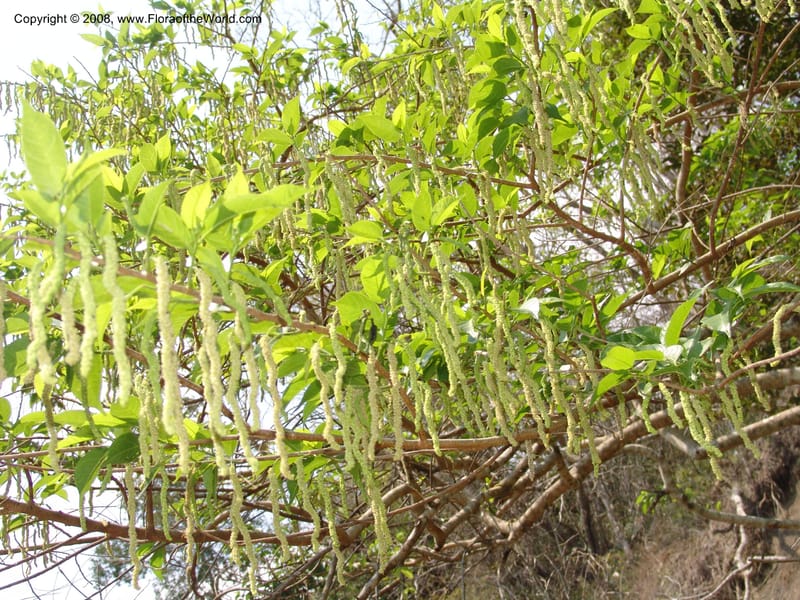 Maclura tinctoria, AAraujoM2952--Bolivia. N of Apolo. Rio Machariapu-Rio Tigre Mayu. 18 Sep 06. 147.jpg