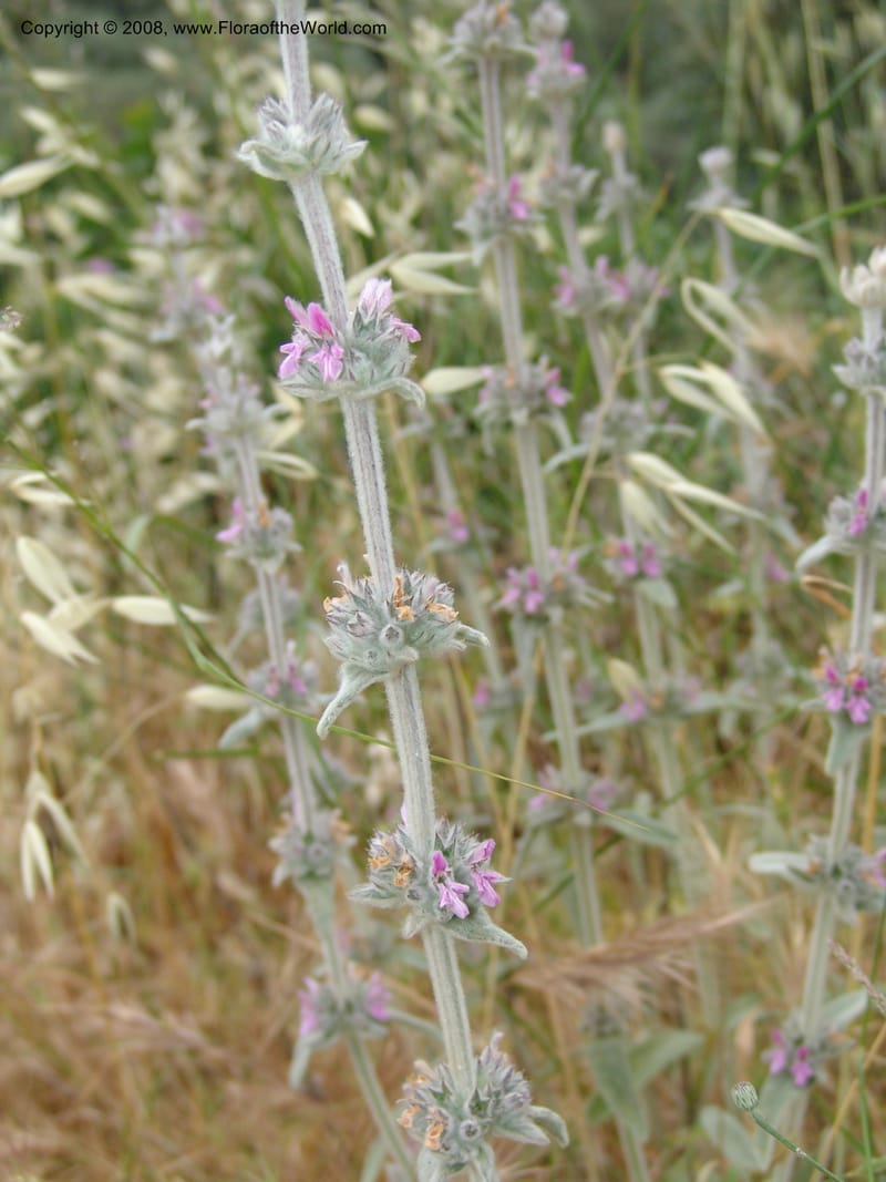 Stachys cretica--Crete. Ep. Kisamos. Sirikari Gorge. 25 May 05. 306.jpg
