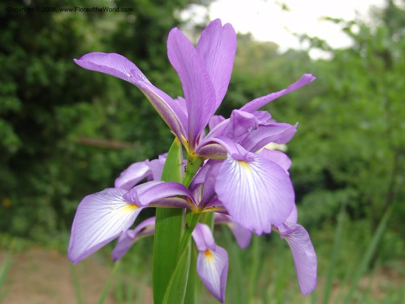 Iris carthaliniae--Georgia. Tbilisi. Central Botanical Garden. 31 May 05. 004.jpg