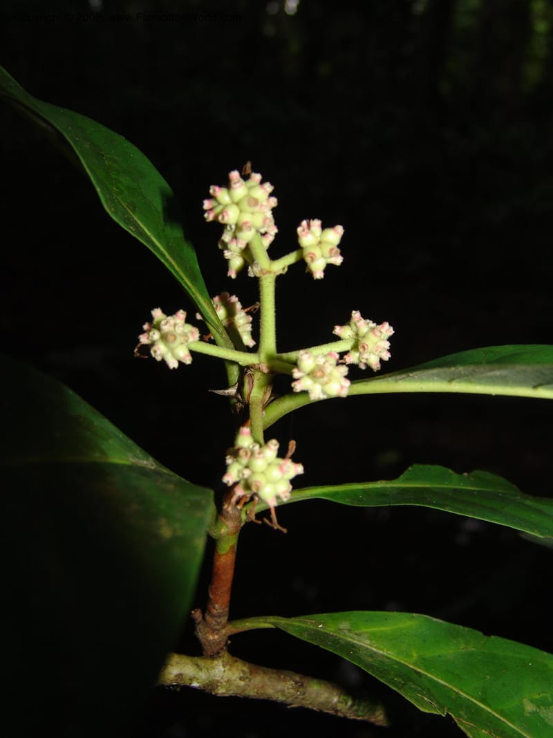 Ixora peruviana, AAraujoM1146--Bolivia. Pq. Nac. Madidi. Chalalan. Send. Paraba. 27 Nov 04. 042.jpg