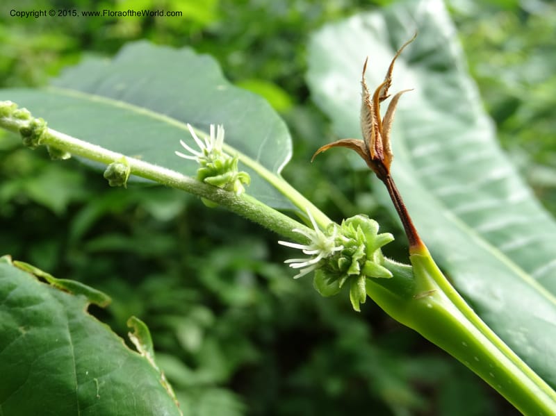 Developing female flowers along a young catkin stalk