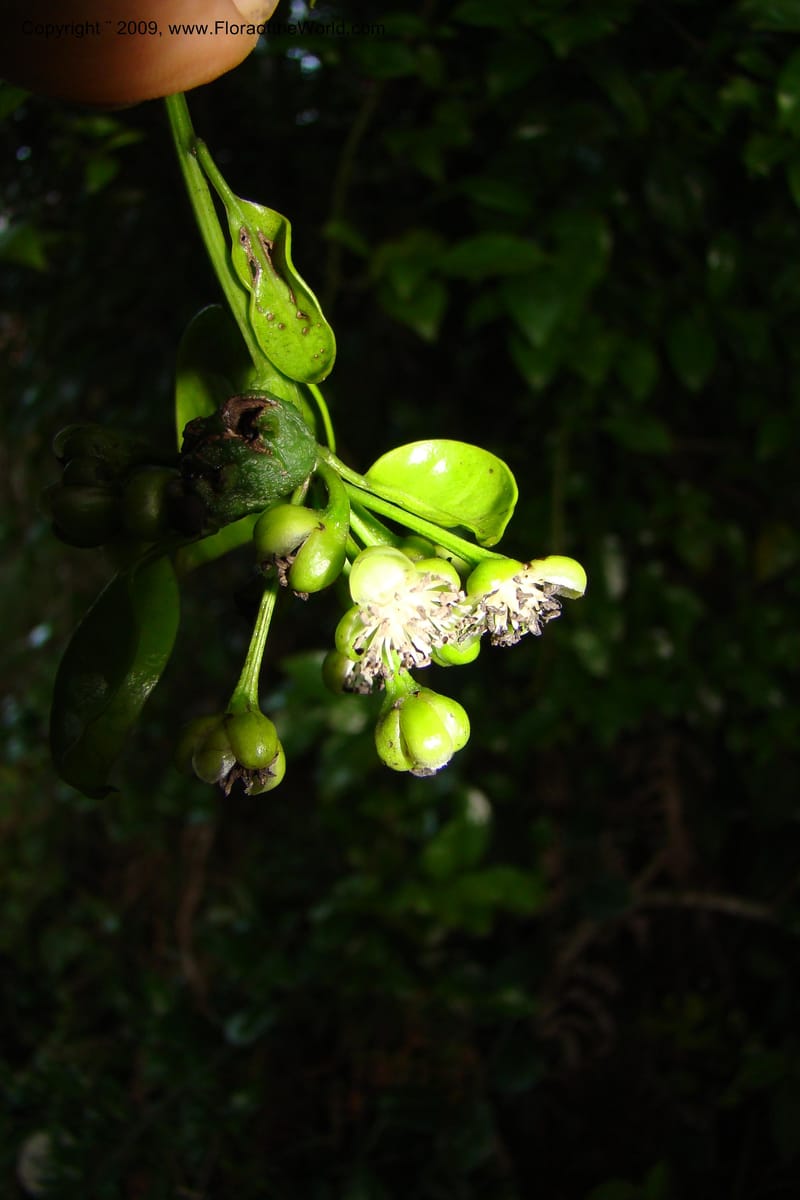 Barbeuia madagascariensis, Z. Rogers 1242--Madag. Prov. Fianar. E of Ifanadiana.15 Jan 09. 023.jpg