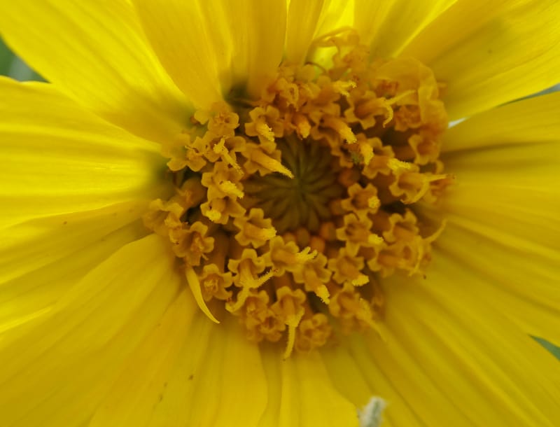 Wyethia mollis, C. Davidson 13616--CA. Modoc Co. Warner Mts. Hwy 299. 7 June 2017. DSC01455 (19).JPG
