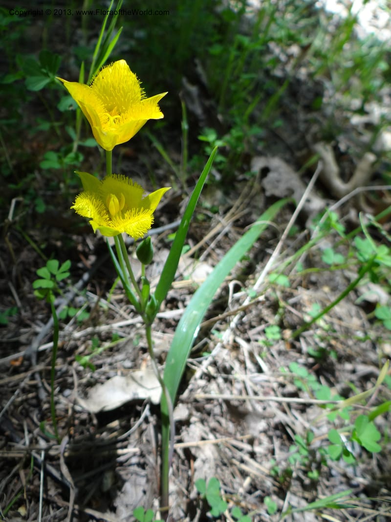 Calochortus monophyllus, Davidson, C 12134--Calif. Nevada Co. 19 Apr 2013.   (5).JPG
