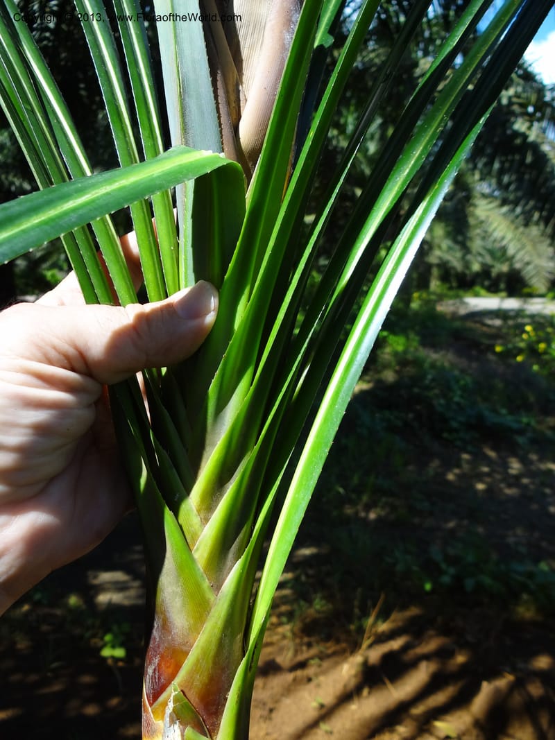 Pandanus discostigma, Callmander 1034--Malaysia. Sabah. Tahan Niaga Plantation. 8 Apr 2012. DSC07609 (64).JPG