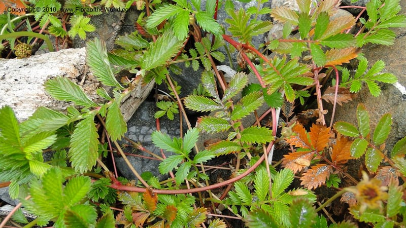 Potentilla anserina, C. Davidson 11781--CA. Humboldt Co. Trinidad State Beach. 18 August 2010. 081 (24).jpg