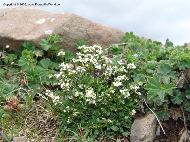 Draba siliquosa--Georgia. Vic. of Tskhrats'karo Pass. 7 Jun 05. 191.jpg