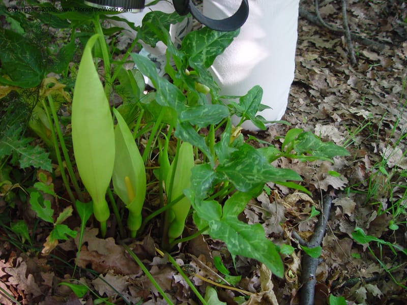 Arum italicum--Italy. Abruzzo. Ris. Torino di Sangro. 5 May 03. 146.jpg
