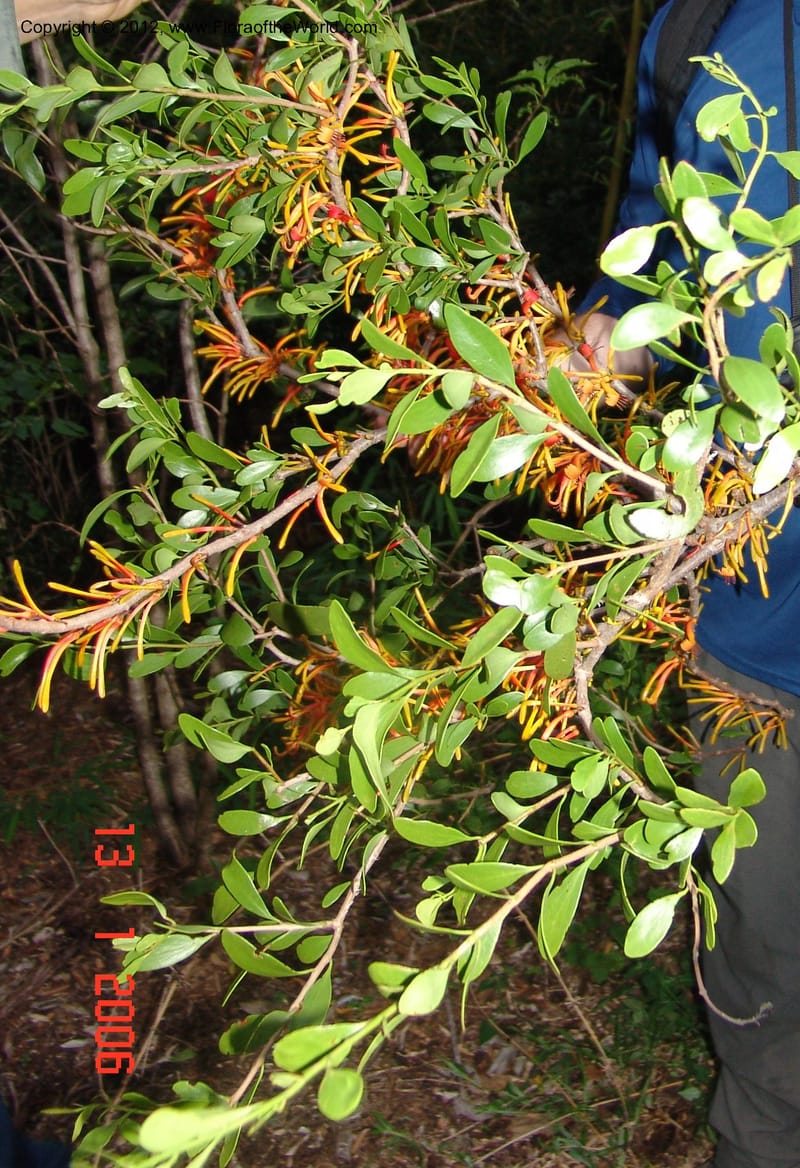 Bakerella sp. unk., Rogers, Z 860-Madagascar  129 (4).jpg