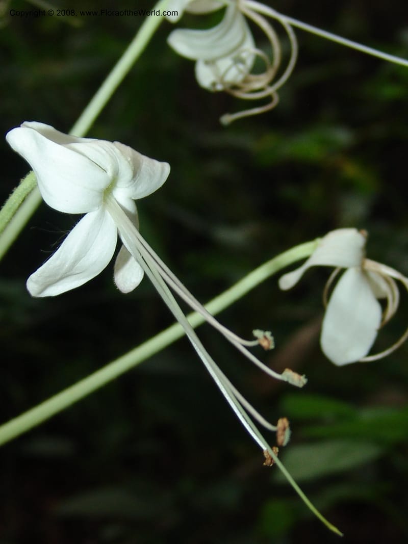 Clerodendrum zambesiacum cf, W4519--So. Afr. Mpumal. Karino, Whyte Thorne Gdn. 14 Mch 05. 124.jpg
