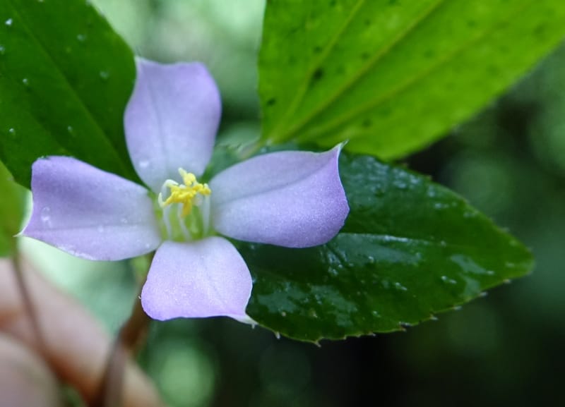 Sarcopyramis napalensis, Tseng Yu-Hsin 1342--Taiwan. Xitou Nature Education Area. Giant Tree Logging Rd. 22 May 2016. DSC03924 (282).JPG