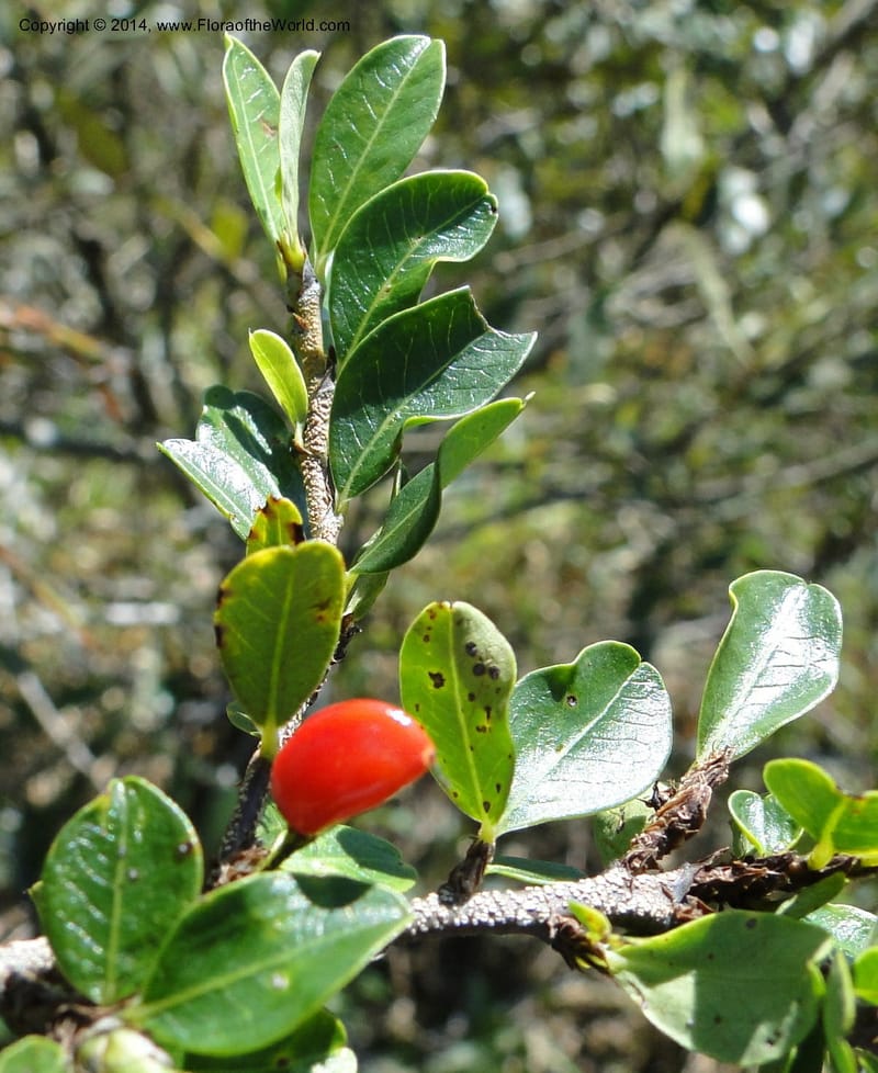 Erythroxylum cuneifolium, Stevens, W.D. 31055, Cerro Cora, 15 Mar 2011 1262 (5).JPG