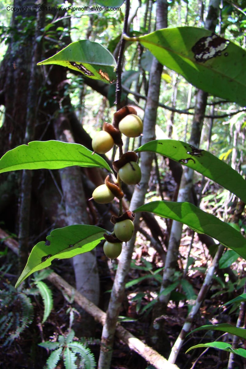 Diospyros, Phillipson 6113--Madagascar. Prov. Fianarantsoa. Manombo Nat. Park. 13 Jan 09. 005.jpg