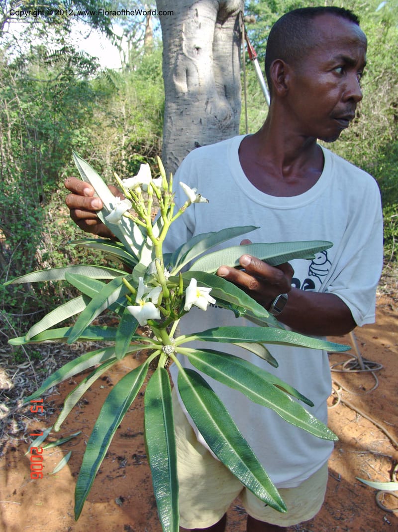 Pachypodium geayi, Rogers, Z 880-Madagascar, 15 Jan 2006 115 (2).jpg